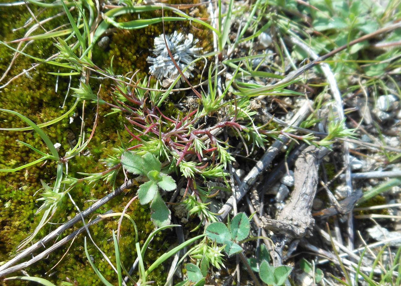 Sabulina (=Minuartia) mediterranea / Minuartia mediterranea